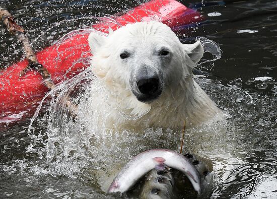 Russia Zoo