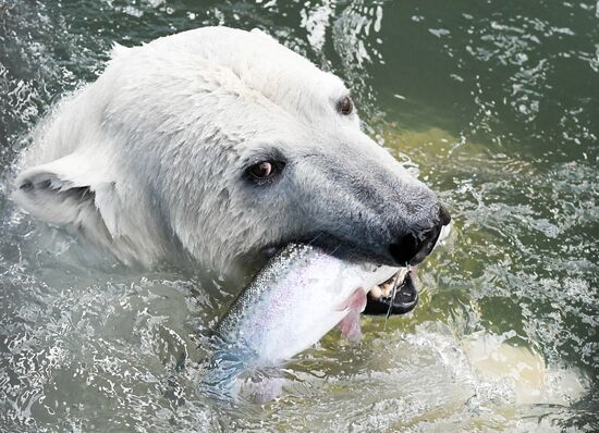 Russia Zoo