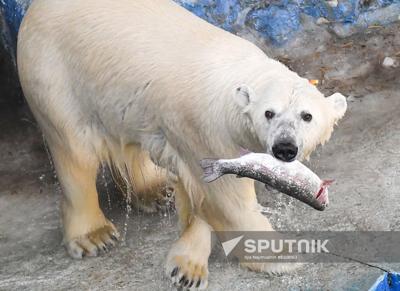 Russia Zoo