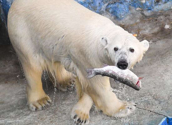 Russia Zoo