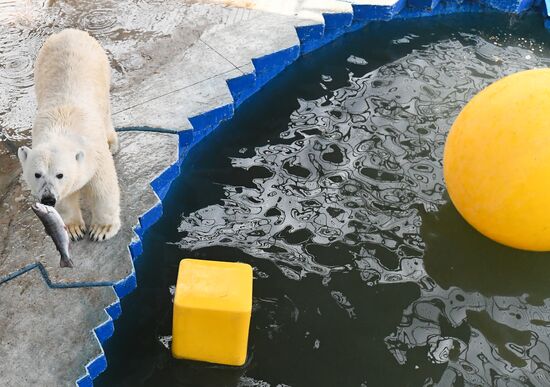 Russia Zoo