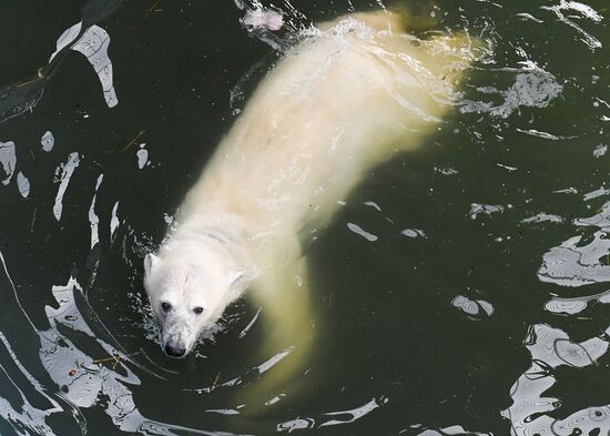 Russia Zoo