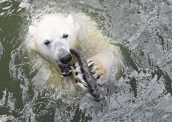 Russia Zoo