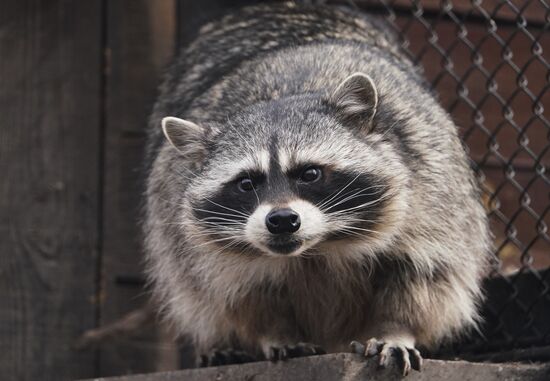 Russia Zoo