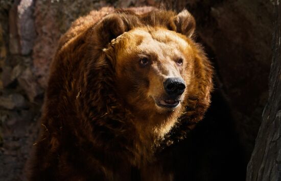 Russia Zoo