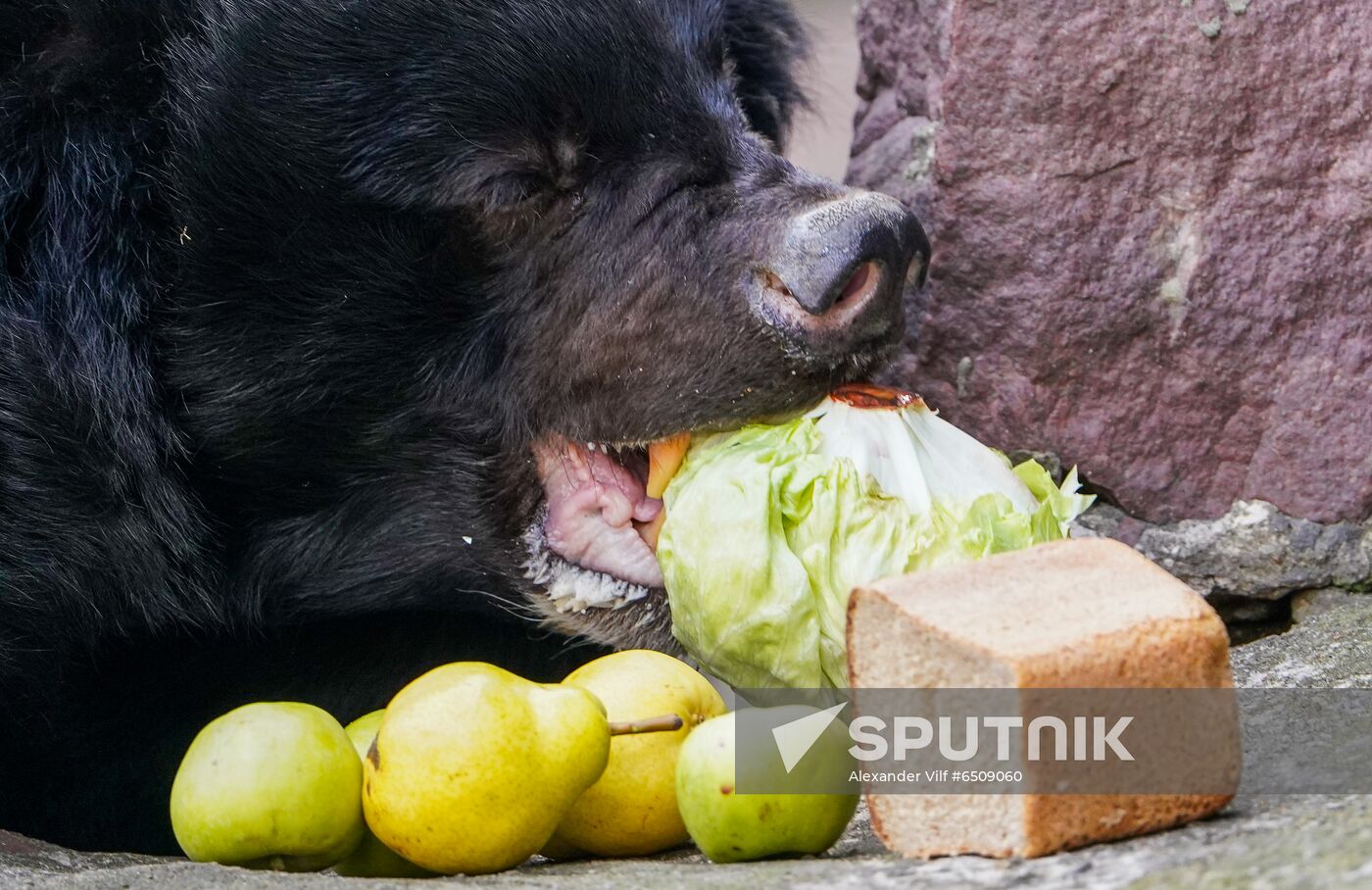 Russia Zoo