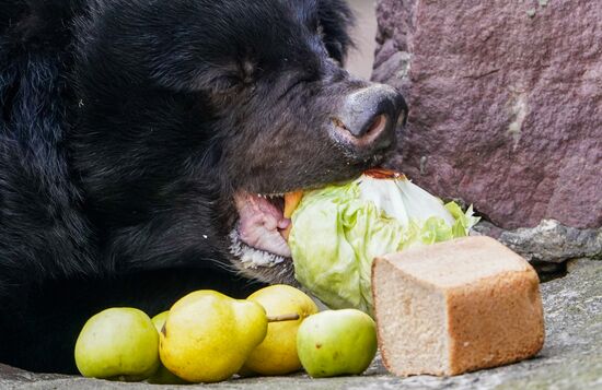 Russia Zoo