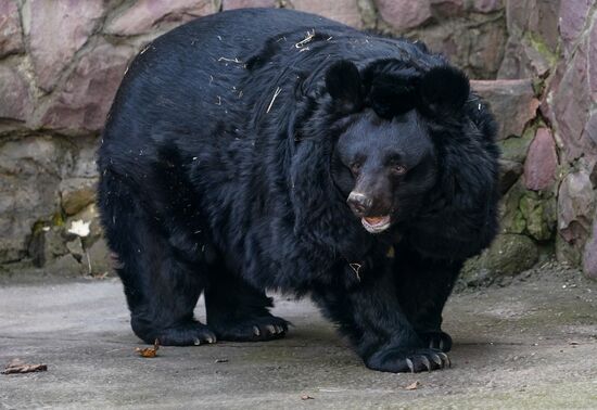 Russia Zoo