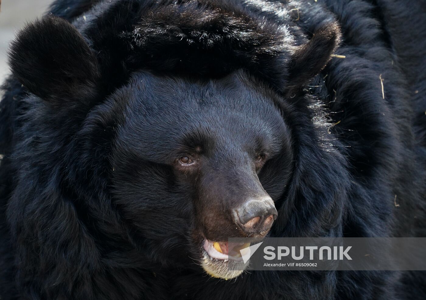 Russia Zoo