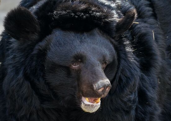 Russia Zoo