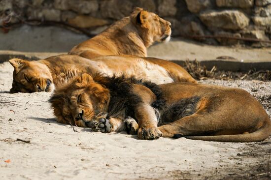 Russia Zoo
