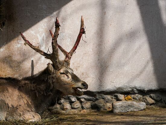 Russia Zoo
