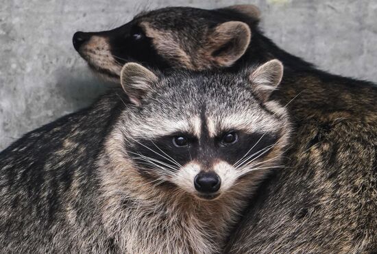 Russia Zoo