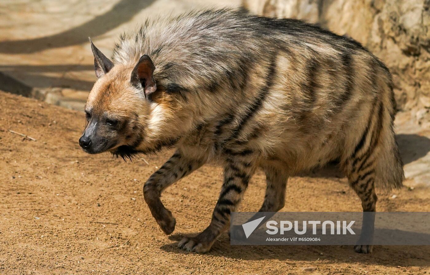 Russia Zoo