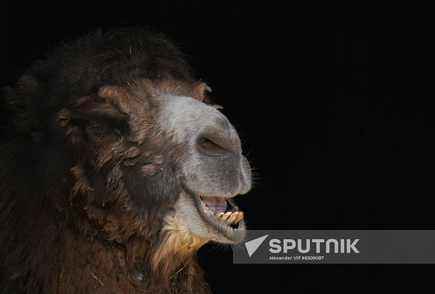 Russia Zoo