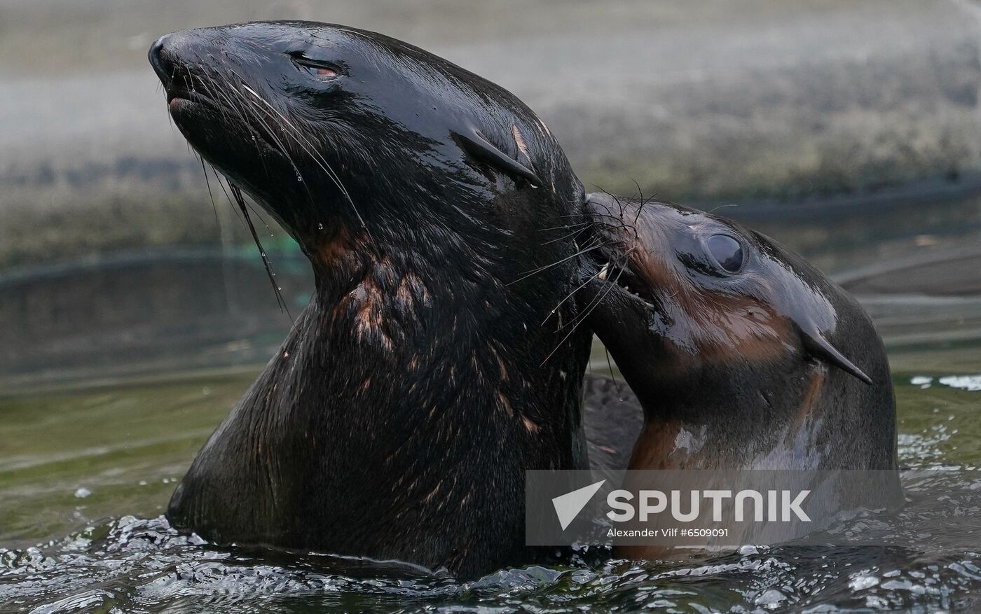 Russia Zoo