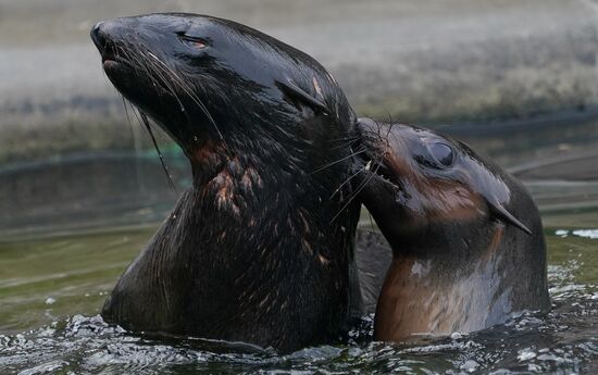 Russia Zoo