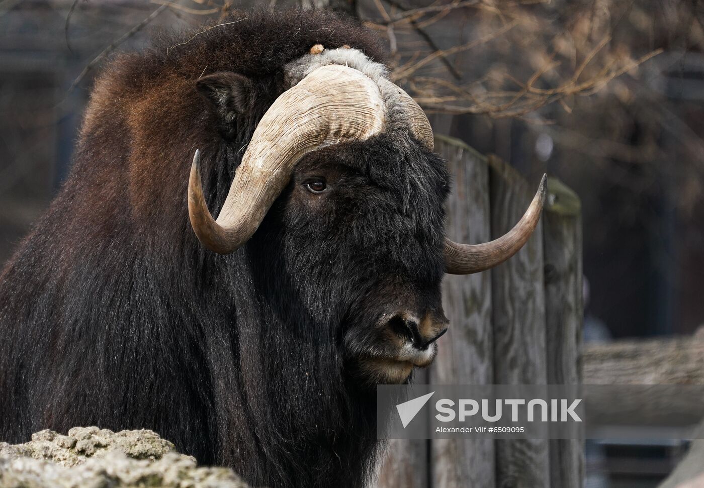 Russia Zoo