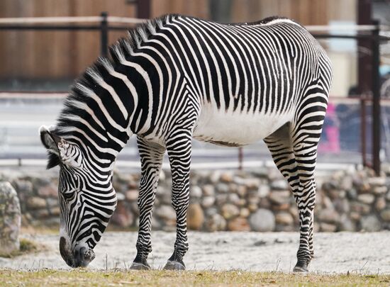 Russia Zoo