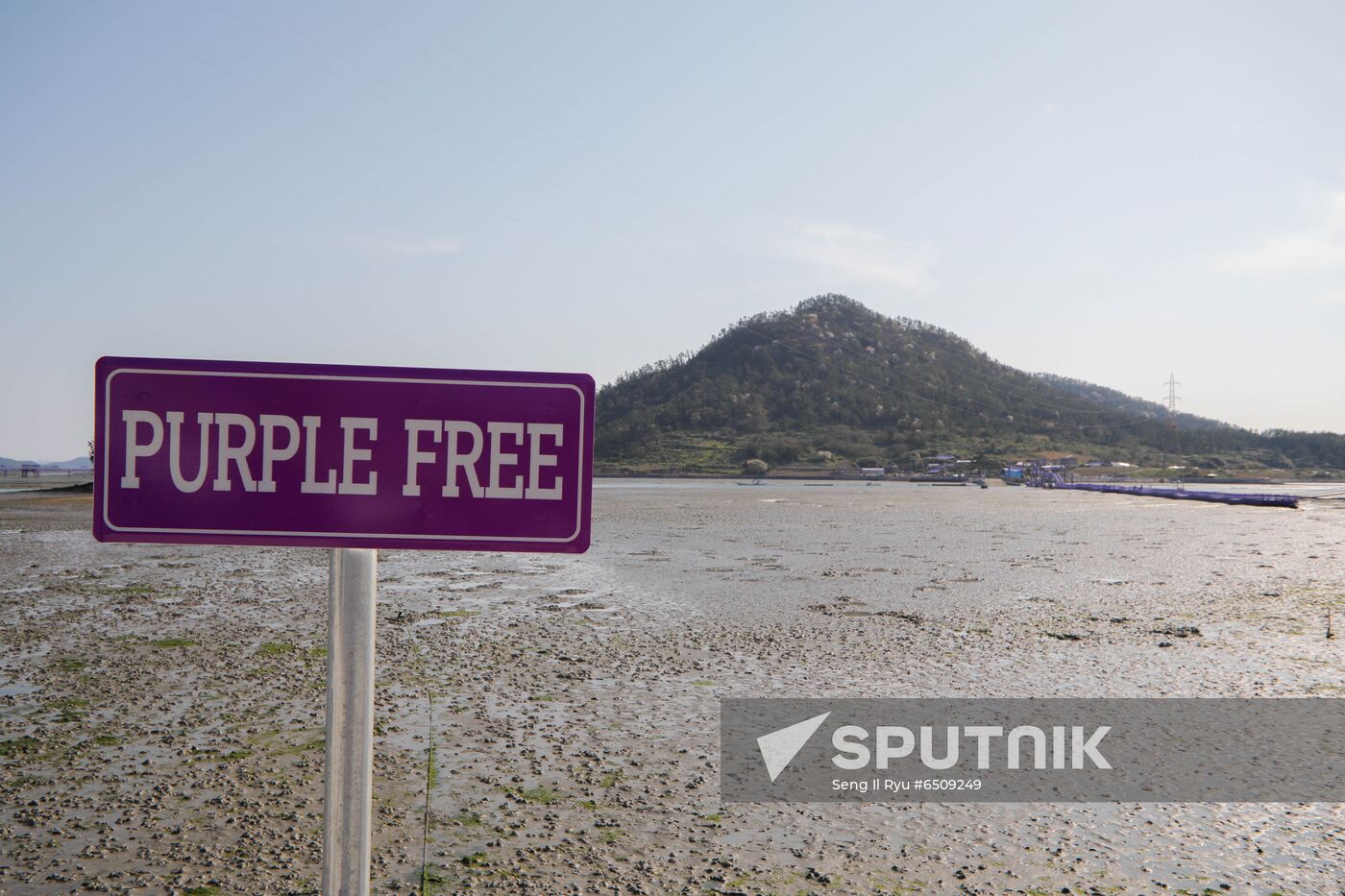 South Korea Purple Islands