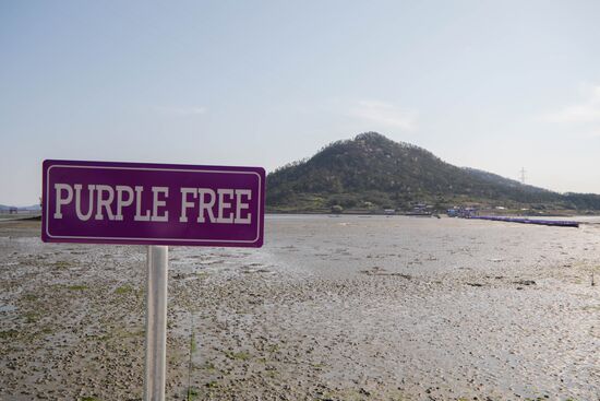 South Korea Purple Islands