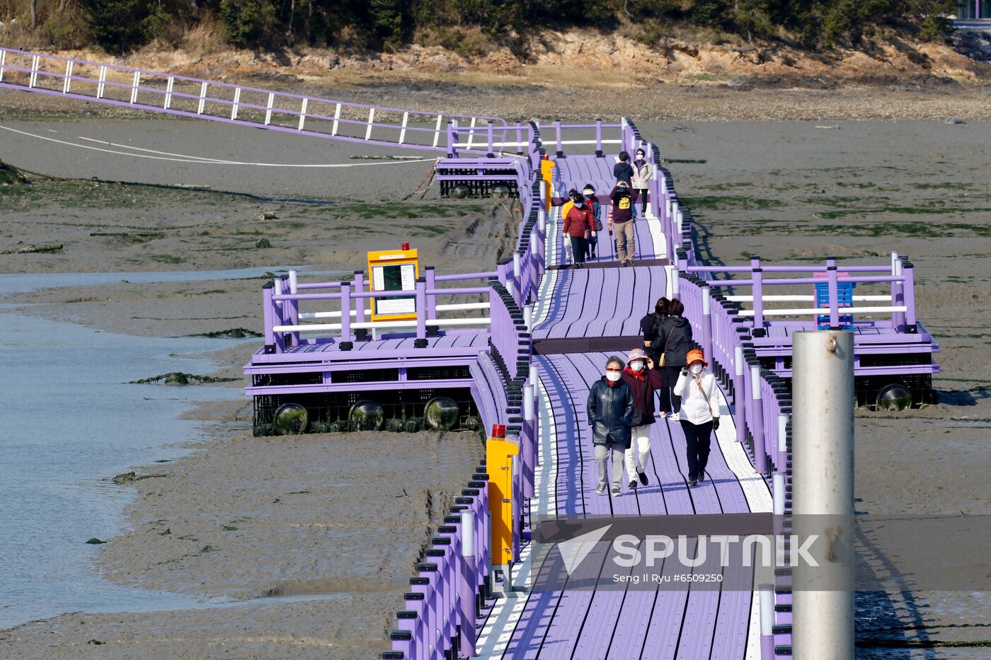 South Korea Purple Islands