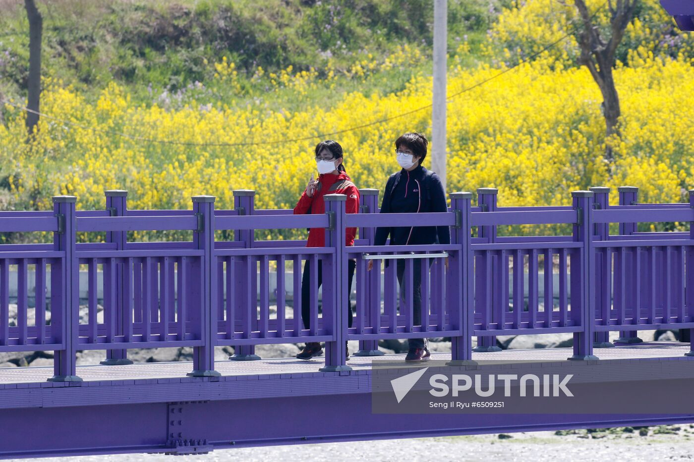 South Korea Purple Islands