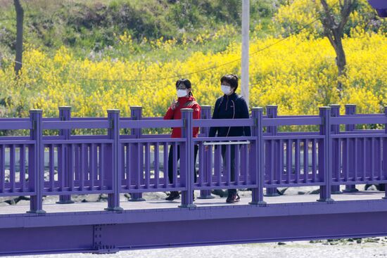 South Korea Purple Islands