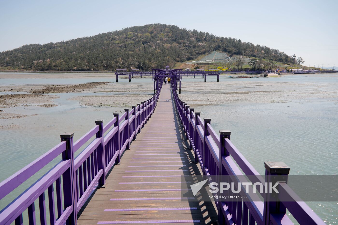 South Korea Purple Islands