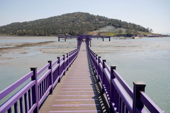 South Korea Purple Islands