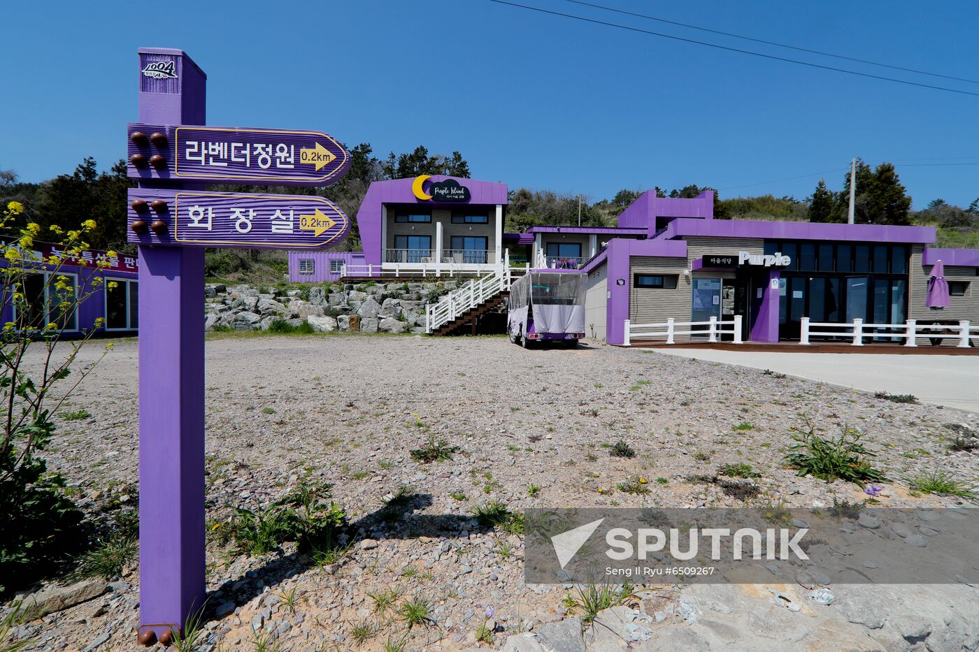 South Korea Purple Islands