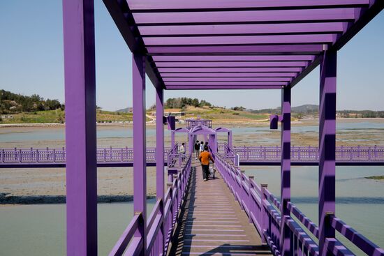 South Korea Purple Islands