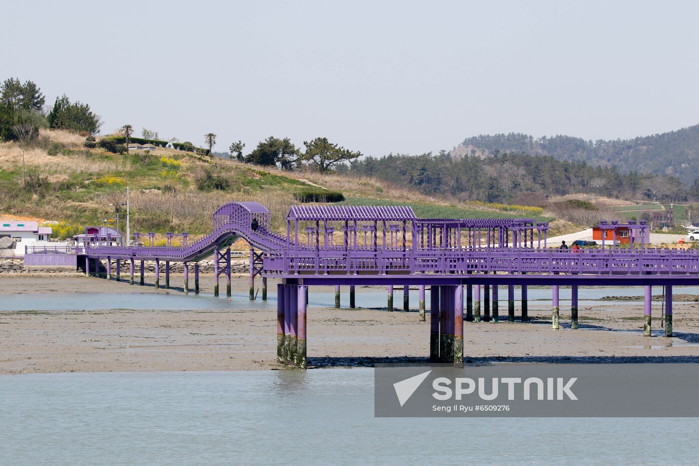 South Korea Purple Islands