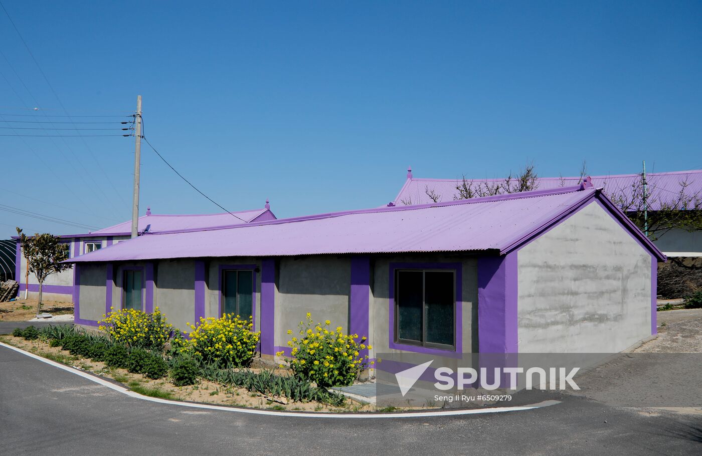 South Korea Purple Islands