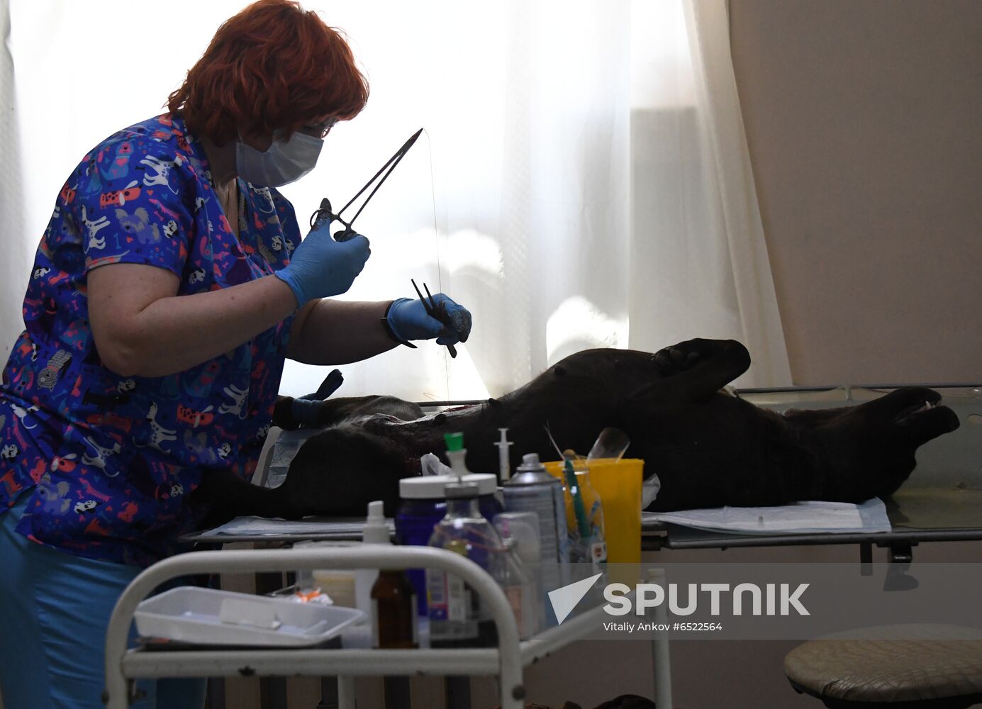 Russia Stray Dogs' Shelter