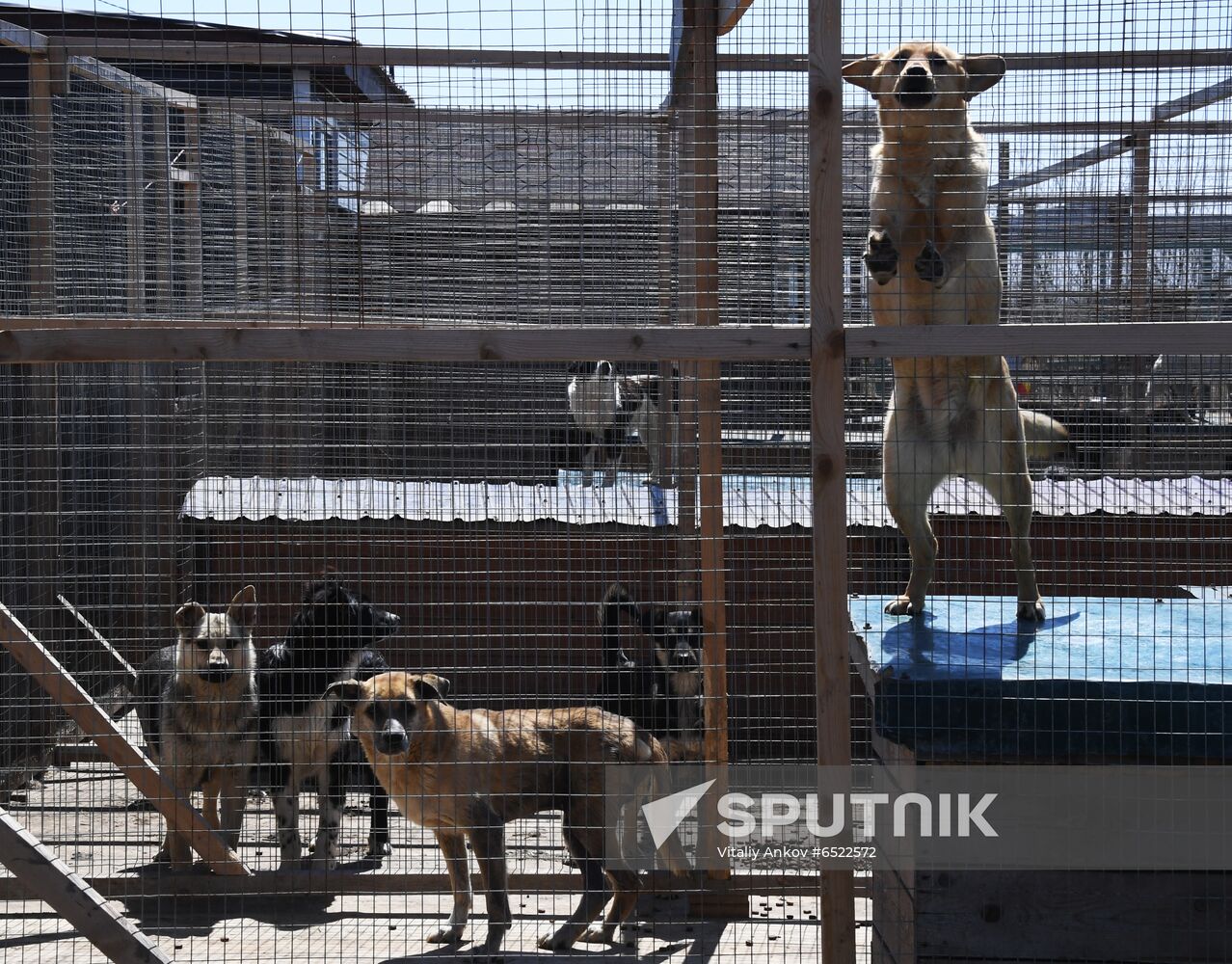 Russia Stray Dogs' Shelter