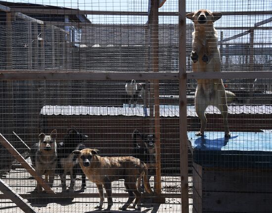 Russia Stray Dogs' Shelter