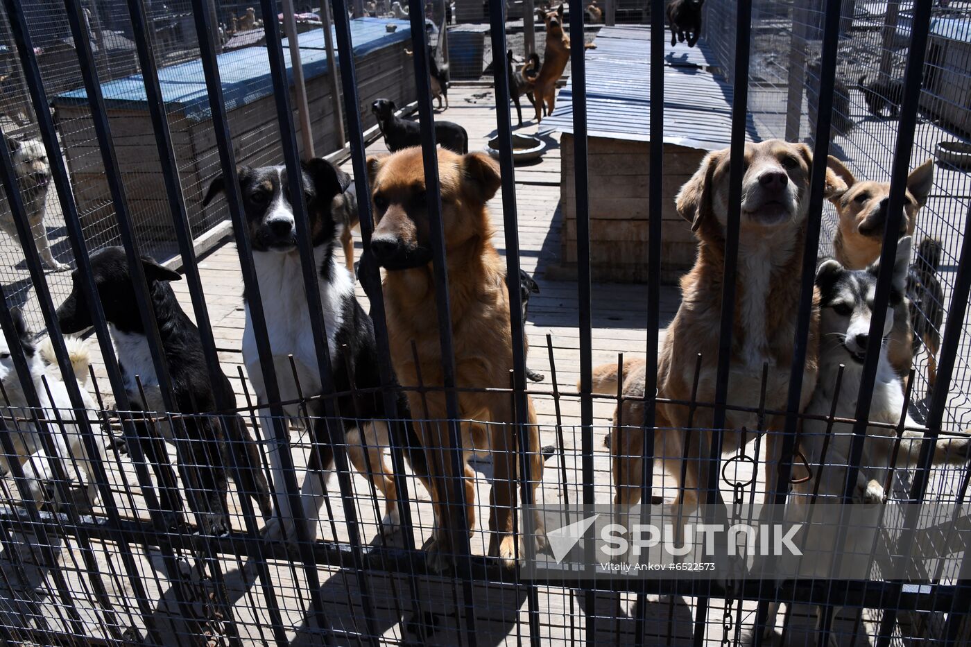 Russia Stray Dogs' Shelter