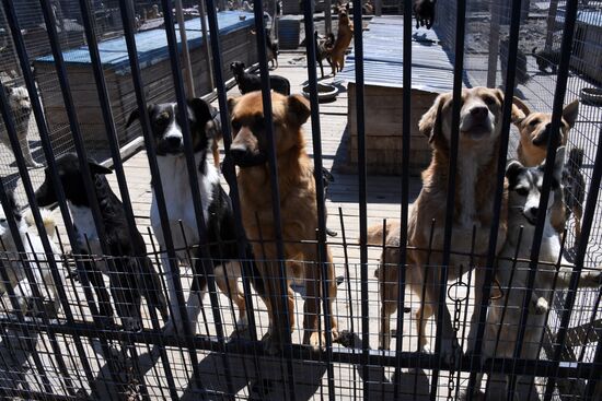 Russia Stray Dogs' Shelter