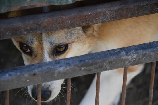 Russia Stray Dogs' Shelter