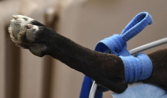 Russia Stray Dogs' Shelter