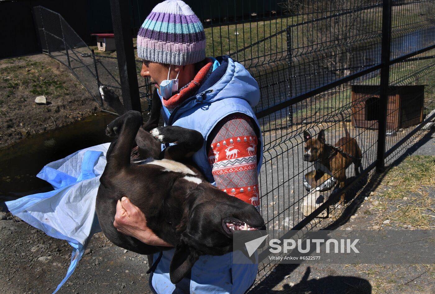 Russia Stray Dogs' Shelter