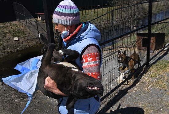 Russia Stray Dogs' Shelter