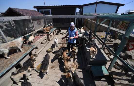 Russia Stray Dogs' Shelter