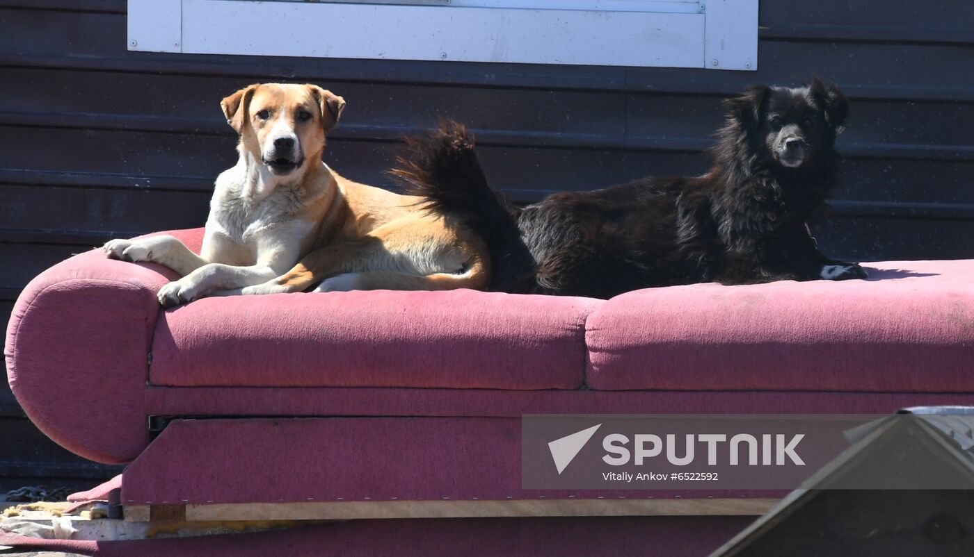 Russia Stray Dogs' Shelter