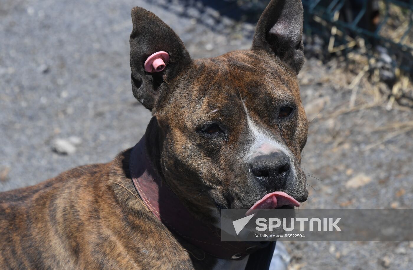 Russia Stray Dogs' Shelter
