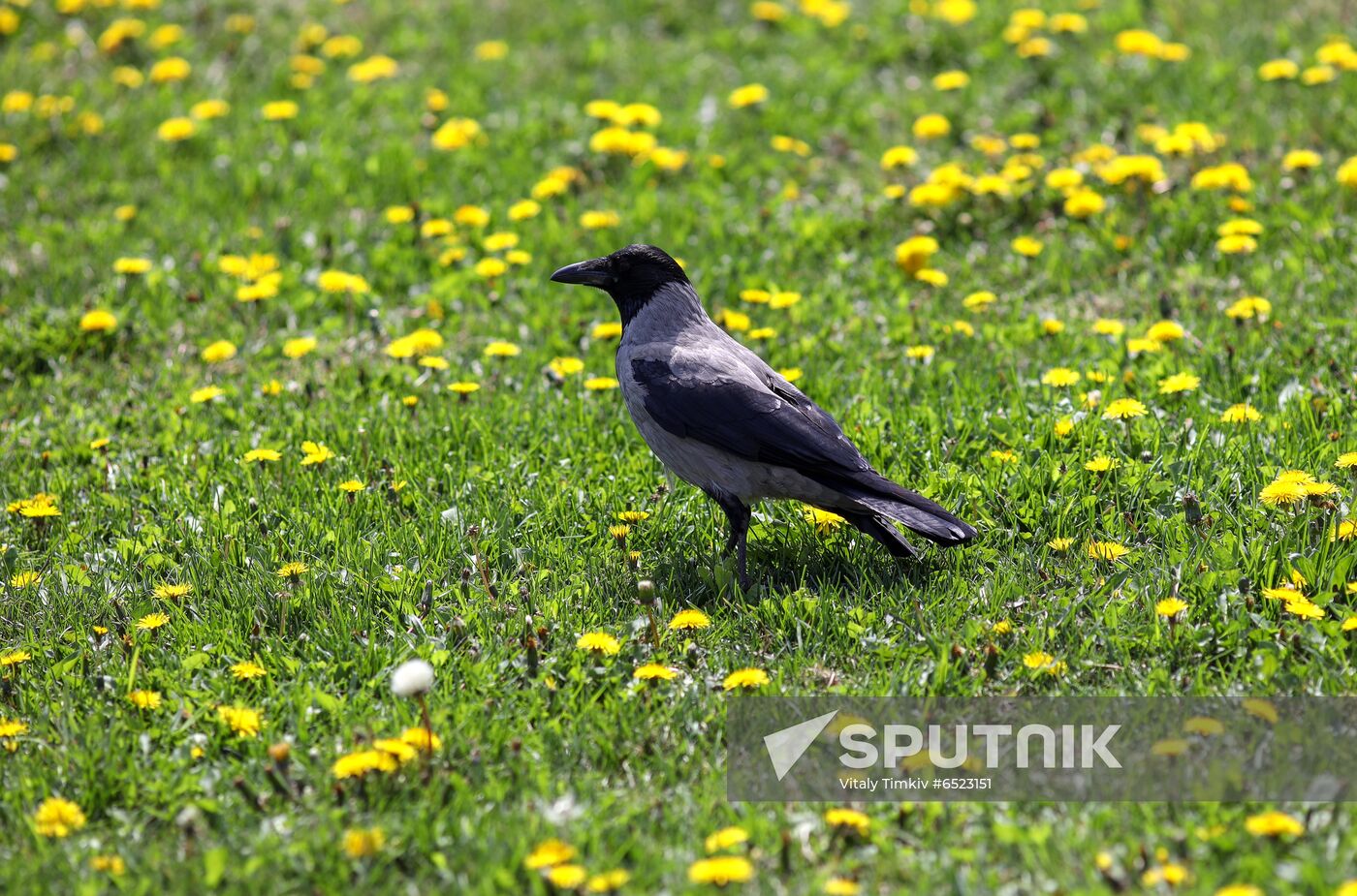 Flowers in bloom in Krasnodar