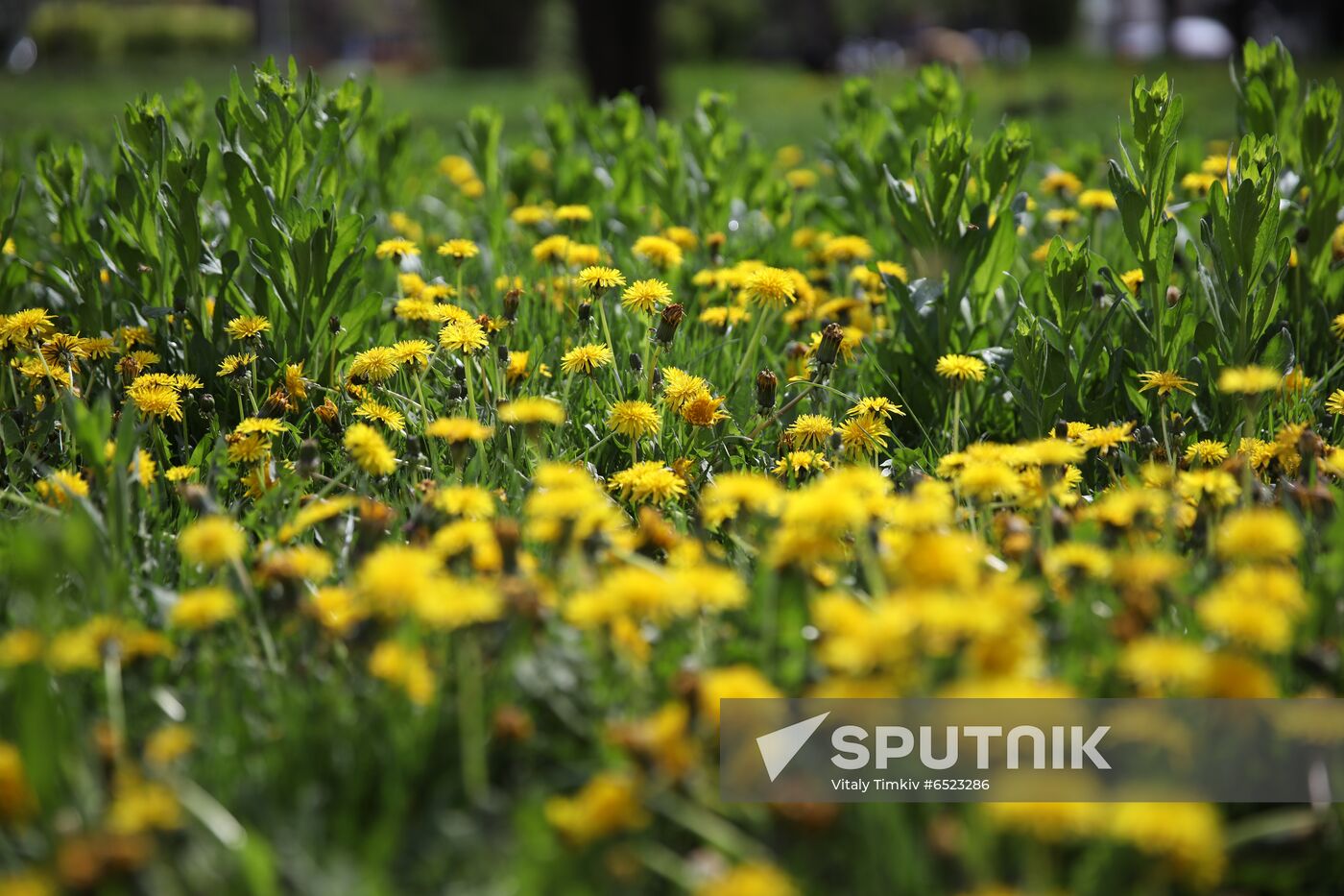 Flowers in bloom in Krasnodar