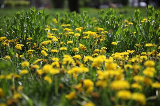 Flowers in bloom in Krasnodar