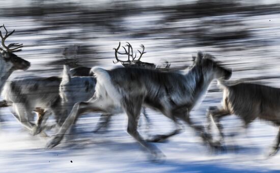 Russia Reindeer Breeding